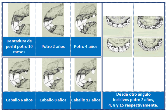 Como Saber La Edad De Un Caballo Por Sus Dientes